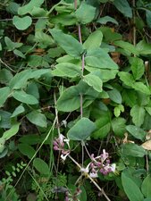 Lonicera hispidula Plant